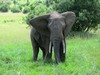 Logo éléphant