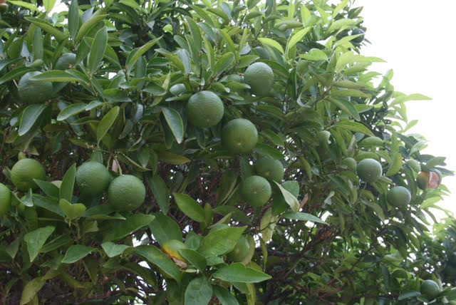 Oranges