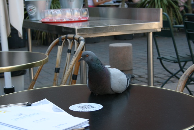 Le Pigeon